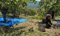 Fındık hasadı başladı, tırpan ücretleri rekor kırdı