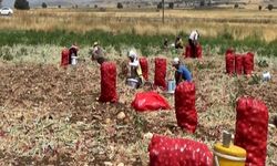 Hasadı yapılan soğan tarlada 3 TL'ye satılıyor