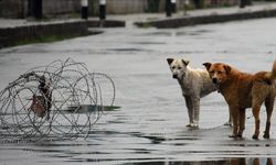 Hindistan'da başkent için yeni talimat...Sahipsiz köpekler barınaklara!