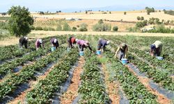 Hüyük’te coğrafi işaretli çileğin hasadı başladı