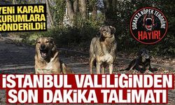 İstanbul Valiliğinden yeni sokak köpeği kararı!