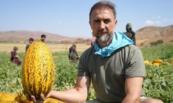 Kavun hasadı başladı! Yüksek verim, üreticileri memnun etti