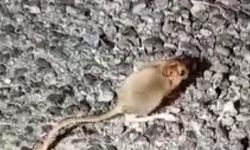 Kırmızı listede aranıyor: Bir ilimizde görüldü!