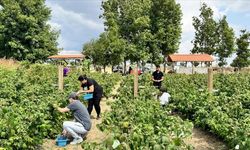 Kurduğu meyve bahçesiyle hem kendi hem mahalleli iş sahibi oldu