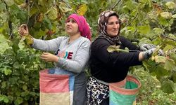 Ordu'da üreticilerin Fındık hasadı başladı!