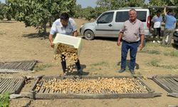 Sezonun ilk kuru incirinin kilosu 400 liradan satıldı