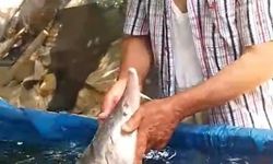 Elazığ'da oltaya takıldı! Havyarı servet değerinde: Tekrar suya bırakacağım