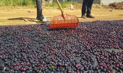 Gaziantep'in tescilli üzümleri kurutularak kışa hazırlanıyor