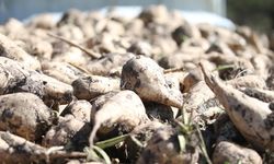 Kars Şeker Fabrikası pancar alımına başladı
