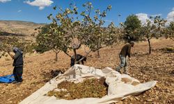 Siirt'te son durum: Fıstık hasadında sona gelindi