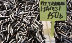 Trabzon'da hamsi ve istavrit 150 liradan satışa sunuluyor