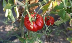 Türkiye domateste ve domates tohumculuğunda dünyanın güçlü oyuncusu