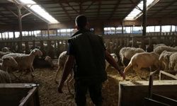 Yunanistan'da yeni salgın! Sürüler itlaf ediliyor
