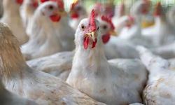 Almanya'da kuş gribi nedeniyle 400 bin fazla hayvan itlaf edildi