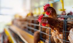 Almanya'dan artan vakalara yeni önlem: Uymayana 30 bin avro ceza!