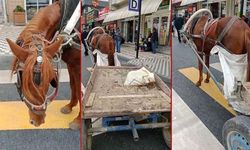 At arabasını yaya geçidine park eden kişiye para cezası