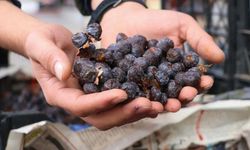 Enerjiyi yükseltiyor! Üvez'le yorgunluk ve halsizlik nedir bilmeyeceksiniz