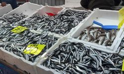 Hamsinin fiyatı 70 liraya indi