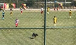 Isparta'da köpek sahaya girince maç durdu