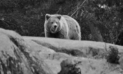 Japonya, ayıları avlamak için avcı kiralayacak