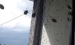 Kabus geri döndü! İki ilçeyi istila etti! Bina adeta renk değişti