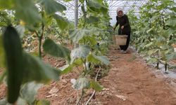 Kadın girişimci devlet desteğiyle kurduğu serada üretime katkı sağlıyor