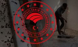 Karadeniz kokarca böceği istilası altında: Tarım ve Orman Bakanlığı'ndan kabusa son