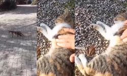 Kediyi kalp masajı ile hayata döndürdü