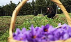 Kilosu 600 bin TL! AB tescilli safranın hasadı sürüyor
