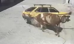 Kızgın boğa, hıncını otomobilden çıkardı: Boynuzlayıp sürükledi