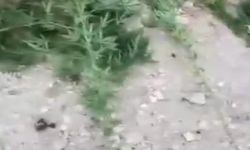 Mardin'de uyuşturucu operasyonunda 3 gözaltı