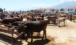 Refahiye'ye bağlı 34 köyde şap karantinası