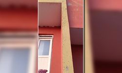 Sinek istilası! Evlerin duvarlarını kapladı