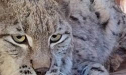 Su kanalına düşen vaşak kurtarılıp, bakıma alındı