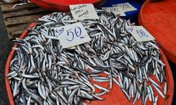 Tekirdağ'da hamsinin kilosu 50 liraya kadar düştü