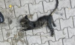 Yok böyle vicdansızlık! Yavru kediyi ayaklarından bağlayıp denize atmışlar