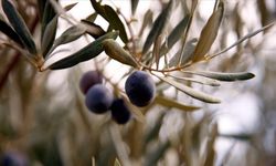 Zeytin rekoltesinde düşüş bekleniyor! ATB başkanı duyurdu
