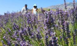 48,8 milyon metrekare Hazine arazisi tıbbi ve aromatik bitki yetiştirilmek üzere kiralandı