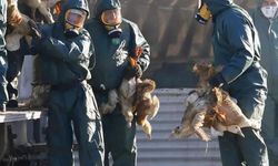 ABD'de yeni salgın: 'H5N5' gribiyle enfekte olan bir kişi öldü!