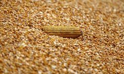 Arpa ve mısır ithalatında tarife kontenjanları 1 milyon ton olarak yeniden belirlendi