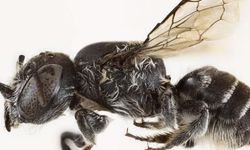 Avustralya'da şeytan boynuzlu yeni arı türü keşfedildi