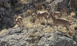 Bayburt'un zirvelerinde canlılık: Yaban keçileri sürü halinde görüntülendi