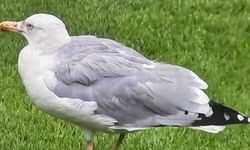 Beşiktaş maçına 'Martı' rötarı! Süleyman Seba'nın sözleri gündem oldu