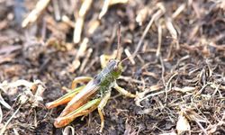 Bilim insanları Karadeniz'de yeni bir çekirge türü keşfetti