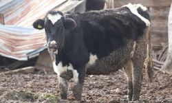 Bolu'da 18 köy ve 4 mahallede şap karantinası