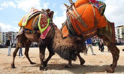 Denizli'de deve güreşleri 'şap hastalığına' takıldı