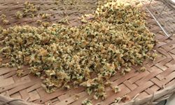 Doğu Karadeniz'in yeni gözdesi: Kilosu 6 bin liradan satılıyor