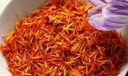 Dünyanın en pahalı baharatı! Adana'da hasat edildi Gramı tam 600 TL