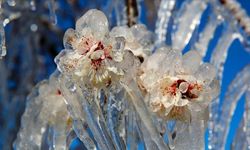 Felaketten zararsız çıktılar: Don mağduru çiftçiye 23 milyar lira ödendi