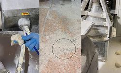 Fırına giren ekipler şoke oldu: Mide bulandıran görüntü! Böcek çeşidi saymakla bitmedi